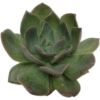 Succulents - Plants - 
