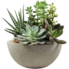 Succulents - Pflanzen - 