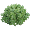 Succulents - Plantas - 