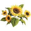 Suncokreti - Plants - 