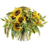 Suncokreti - 植物 - 