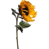 Sunflower dried - 植物 - 