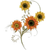 Sunflower - Illustrations - 