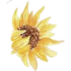 Sunflower - Ilustracije - 