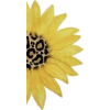 Sunflower - Illustrations - 
