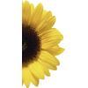 Sunflower - イラスト - 