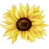Sunflower - イラスト - 