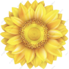 Sunflower - Illustrazioni - 