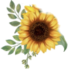 Sunflower - Rascunhos - 