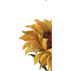 Sunflower - Illustraciones - 