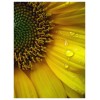 Sunflower - Moje fotografie - 