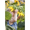 Sunflower - Minhas fotos - 