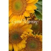 Sunflower - Moje fotografie - 