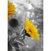 Sunflower - Mis fotografías - 