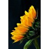 Sunflower - Moje fotografije - 