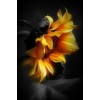 Sunflower - Minhas fotos - 
