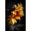 Sunflower - Moje fotografie - 