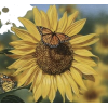 Sunflower - Природа - 