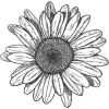 Sunflower - Растения - 