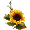 Sunflower - Pflanzen - 