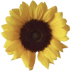 Sunflower - Rośliny - 
