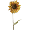 Sunflower - 植物 - 
