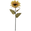 Sunflower - Растения - 