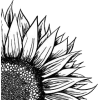 Sunflower - Rastline - 