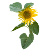 Sunflower - Biljke - 