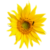 Sunflower - Rastline - 