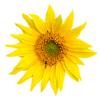 Sunflower - Растения - 