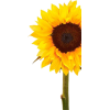Sunflower - Uncategorized - 