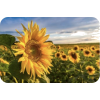 Sunflowers - Nature - 