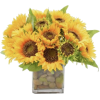 Sunflowers - Piante - 