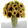 Sunflowers - Plantas - 