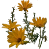 Sunflowers - Uncategorized - 