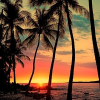 Sunset beach - Nature - 