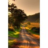 Sunset pathway - Moje fotografije - 