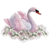 Swan - Zwierzęta - 