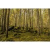 Swedish mossy forest - Nature - 