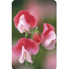 Sweet Pea - Natureza - 