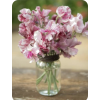 Sweet Pea - Biljke - 