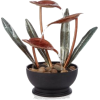 Table Plant - 植物 - 