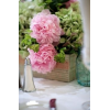 Table Setting - Background - 