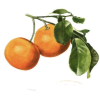 Tangerine - Voće - 