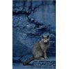 The grey cat and the blue wall - Животные - 