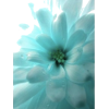 Tiffany Blue - 植物 - 
