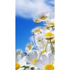 flowers - Background - 