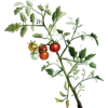 Tomato Art - Ilustracje - 