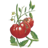 Tomato Art - Illustrations - 
